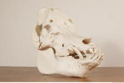 Photo References of Skull